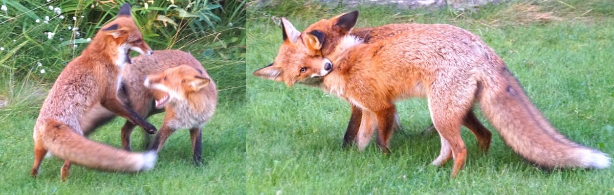 A playful attitude is a powerful support for mind health and solving real-life challenges. A playful attitude is a powerful support for mind health and solving real-life challenges.