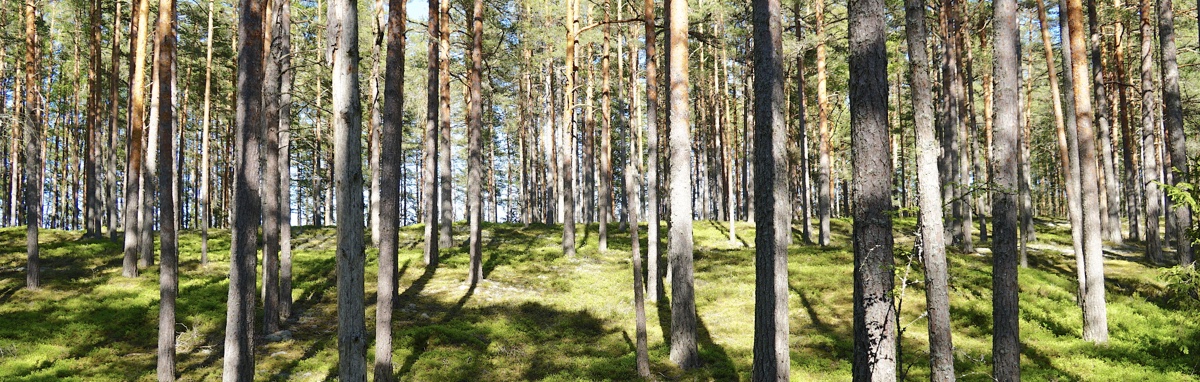 Looduse foonil on alati vaikus. Kas sina seda märkad?